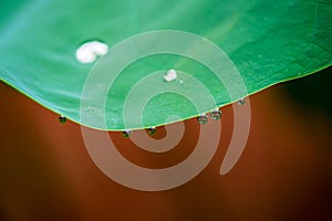 Water drop on lotus leaf