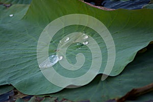 Water drop on a lotus leaf