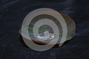 Water drop on a lotus leaf