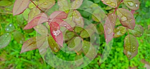 Water drop on lotus leaf