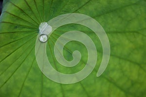 Water Drop on a lotus leaf green. green texture background
