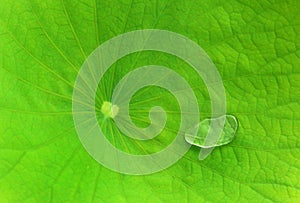 Water drop on a lotus leaf horizontal frame.