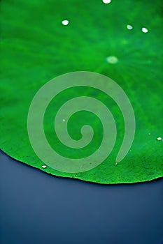 Water drop on lotus leaf