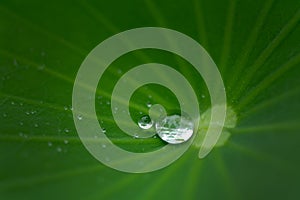 Water drop on lotus leaf in nature