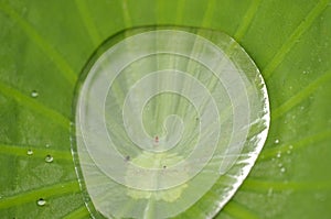 Water drop on lotus leaf in nature