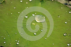 Water drop on lotus leaf in nature