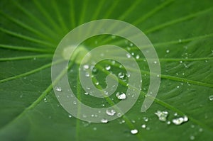 Water drop on lotus leaf in nature