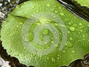 Water drop on lotus leaf in pond