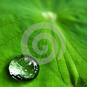 Water drop on green lotus leaf by closeup reflection of droplet texture