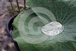 Water drop on lotus leaf / Shadow of lotus leaf and surrounding can reflect in water drop / closeup texture with green vivid color