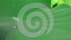 Water drop on Lotus Leaf in sunlight