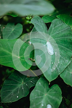 Water drop on lotus leaf, surrounded by other green leaves