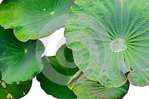 Water drop on lotus leaf on white background