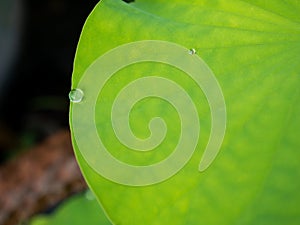 Water Drop on The Lotus Worship Leaf