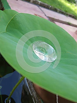 Water Drop on Louts Leaf