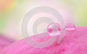 Water drop macro on pink flower petal