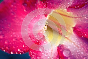 Water drop macro, Water droplets close up on azalea flower in Rainy season, Red pink flowers,