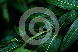 water drop on mango leaf