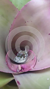 Water drop in mid of pink Bromeliad in the garden