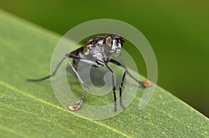 Water drop in mouth by Long-legged Fly or Dolichopodidae, Diptera photo