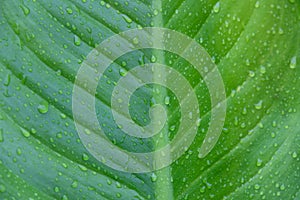 Water drop of water on nature green tropical banana leaf, dew on banana leaf, nature background