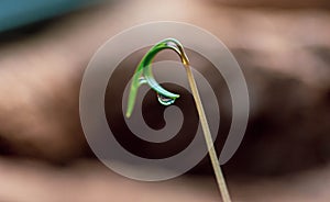 Water Drop on a Newly Sprouted Dill Plant