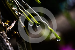 Water drop from Orchidaceae photo