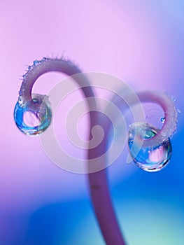 Water drop Ovaries photo