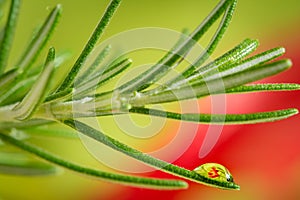 A water drop over rosemary leaf with colorful background