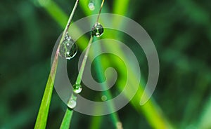 Water drop pattern close-up on grass and blur background