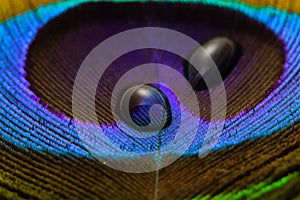 Water drop on peacock feather