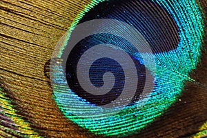 Water drop on peacock feather