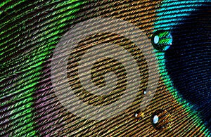 Water drop on Peacock feather