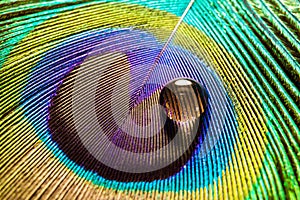 Water drop on a peacock feather