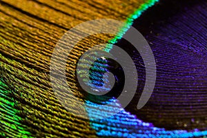 Water drop on peacock feather