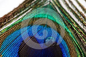 Water drop on peacock feather. Macro shot