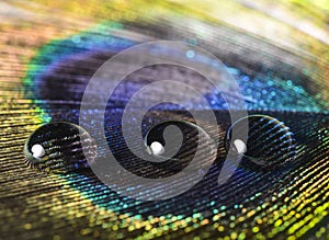 Water drop on a peacock feather