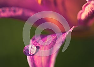 Water drop on the petal of the purple lily flower