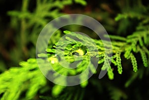 Water drop on a pine branch