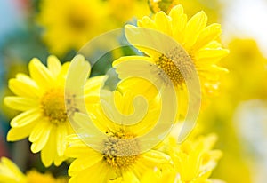 Water drop on pink daisy