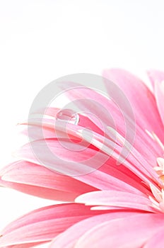 Water drop on pink daisy