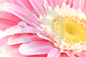 Water drop on pink daisy