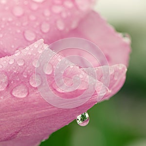 Water drop on a pink tulip petal