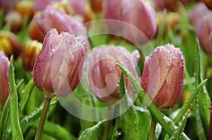 Water drop on pink tulip's