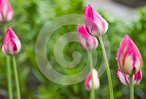 Water drop on pink tulip`s