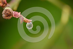 Water drop in a plant in front of a green background