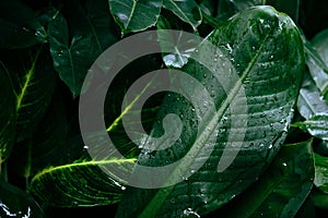 Water drop after rain on leaf beautiful in the tropical forest plant jungle, Natural green leaves pattern dark background