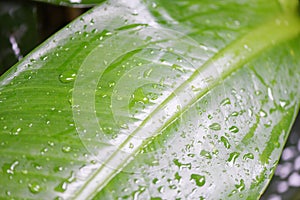 Water drop after rain on leaf beautiful in the tropical forest plant jungle, Natural green leaves pattern dark background