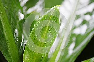 Water drop after rain on leaf beautiful in the tropical forest plant jungle, Natural green leaves pattern dark background