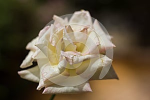 Water drop after rain on rose flower